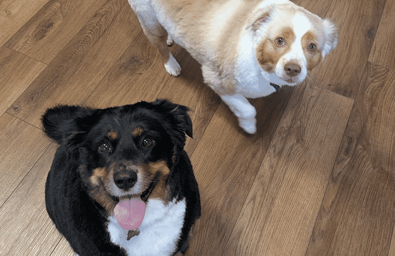 My dogs Bodie & Quill